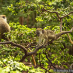 バルバドス野生動物保護区　Barbados Wildlife Reserve
